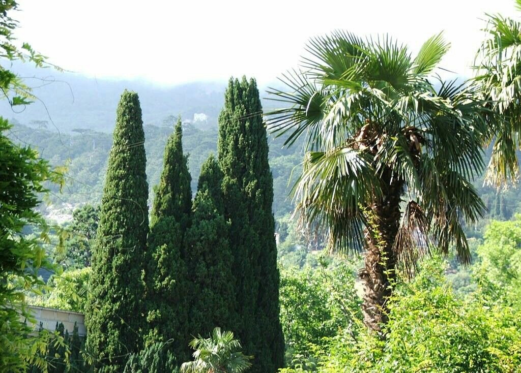 Красота южной природы. Кипарисы.