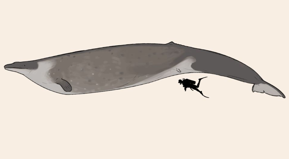   Ddinodan / Wikimedia Commons / CC BY-SA 4.0 DEED