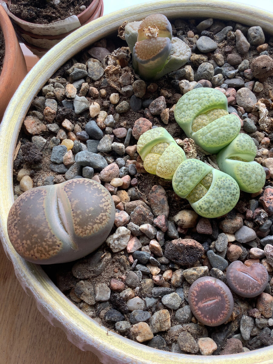 Литопсы осенью, перед уходом на сухую зимовку