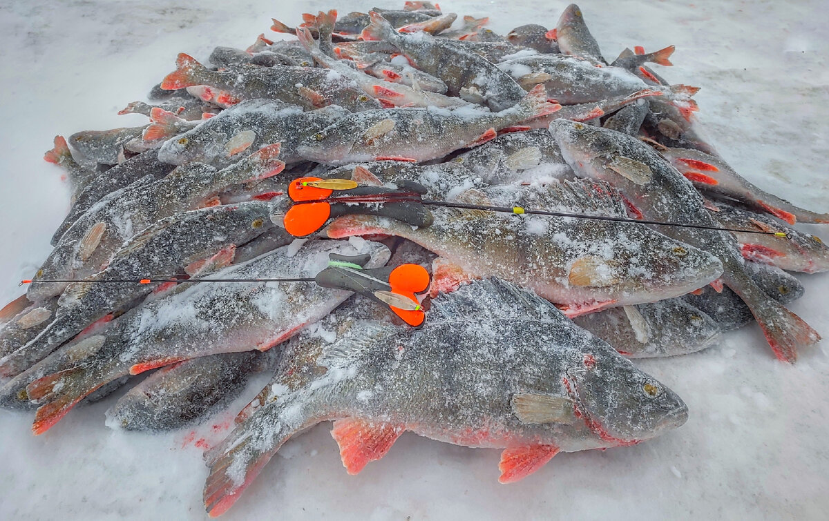 Первый глобальный пролет в сезоне. Корюшка, щука, окунь, плотва | Max  Fishing | Дзен