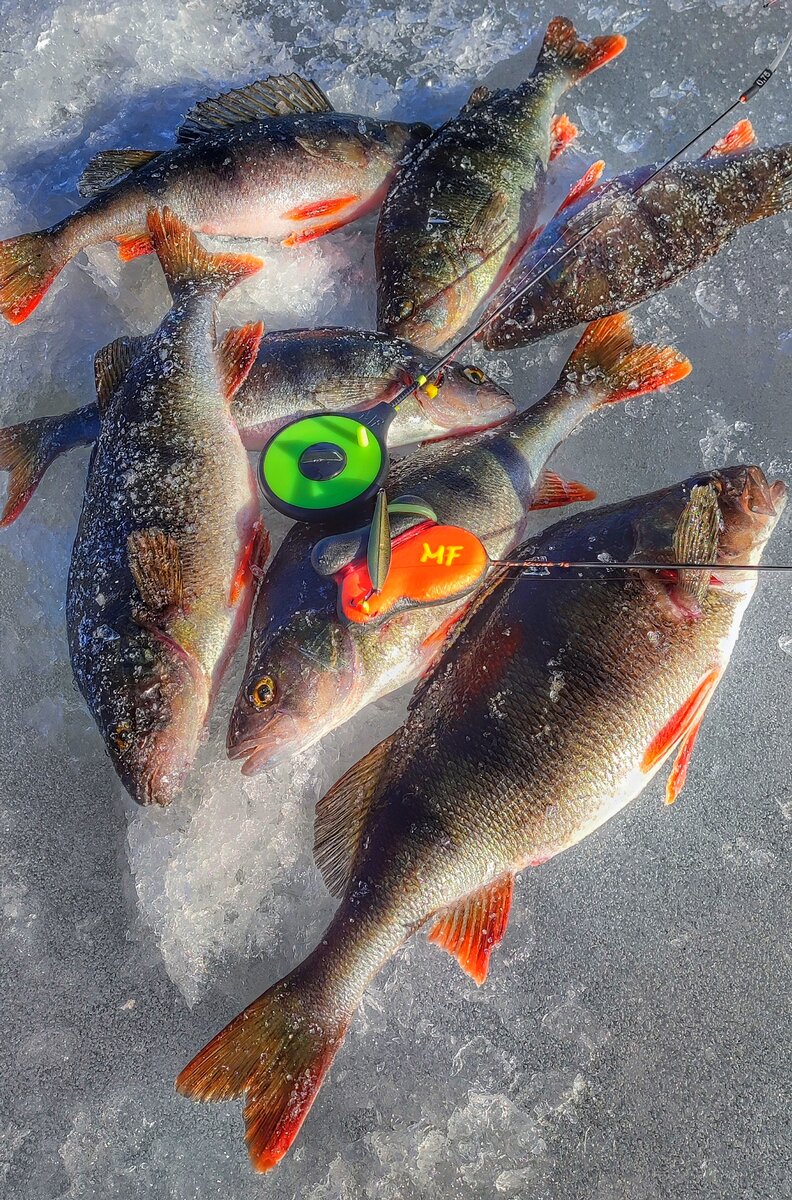 Первый глобальный пролет в сезоне. Корюшка, щука, окунь, плотва | Max  Fishing | Дзен