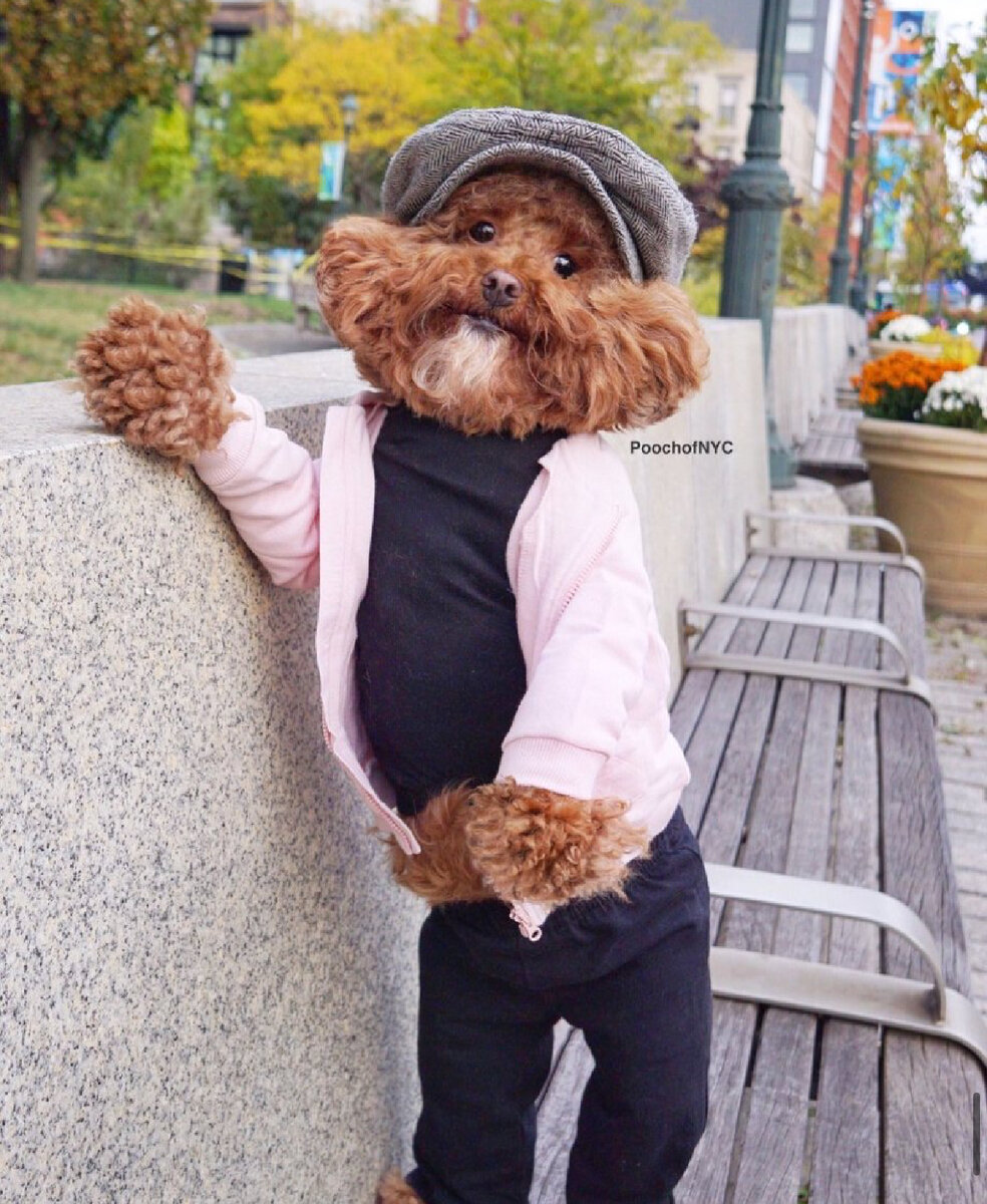 Гламурные собачки. Вест уайт терьер. Самые популярные собаки. Стильная собака. Доберман и сиба ину.