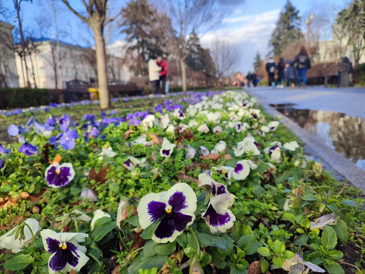 Анютины глазки на клумбе в Краснодаре, 4 января 2024