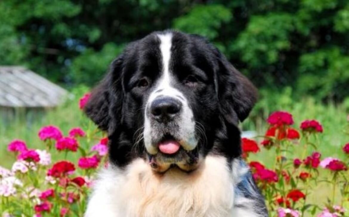  Современный тип выведен в Швейцарии и Германии, он является результатом скрещивания чистокровных ландсиров с ньюфаундлендами.