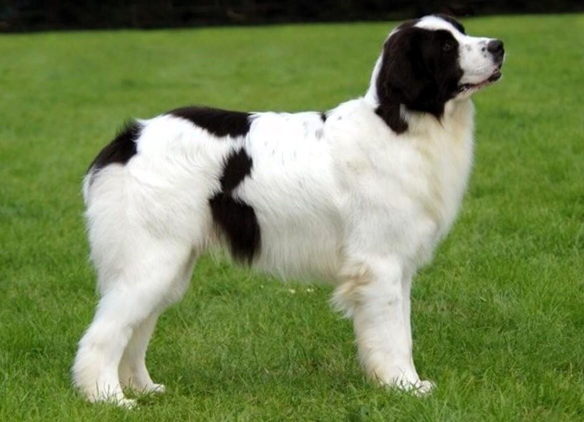  Ландсиры изначально использовались для множества задач: от охраны и защиты до работы на фермах и помощи в охоте. Они обладают прекрасным нравом. Энергичны и преданны, что делает их прекрасными семейными питомцами.