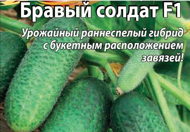 Выращиваем сорта пучковых и суперпучковых огурцов в теплице и открытом грунте