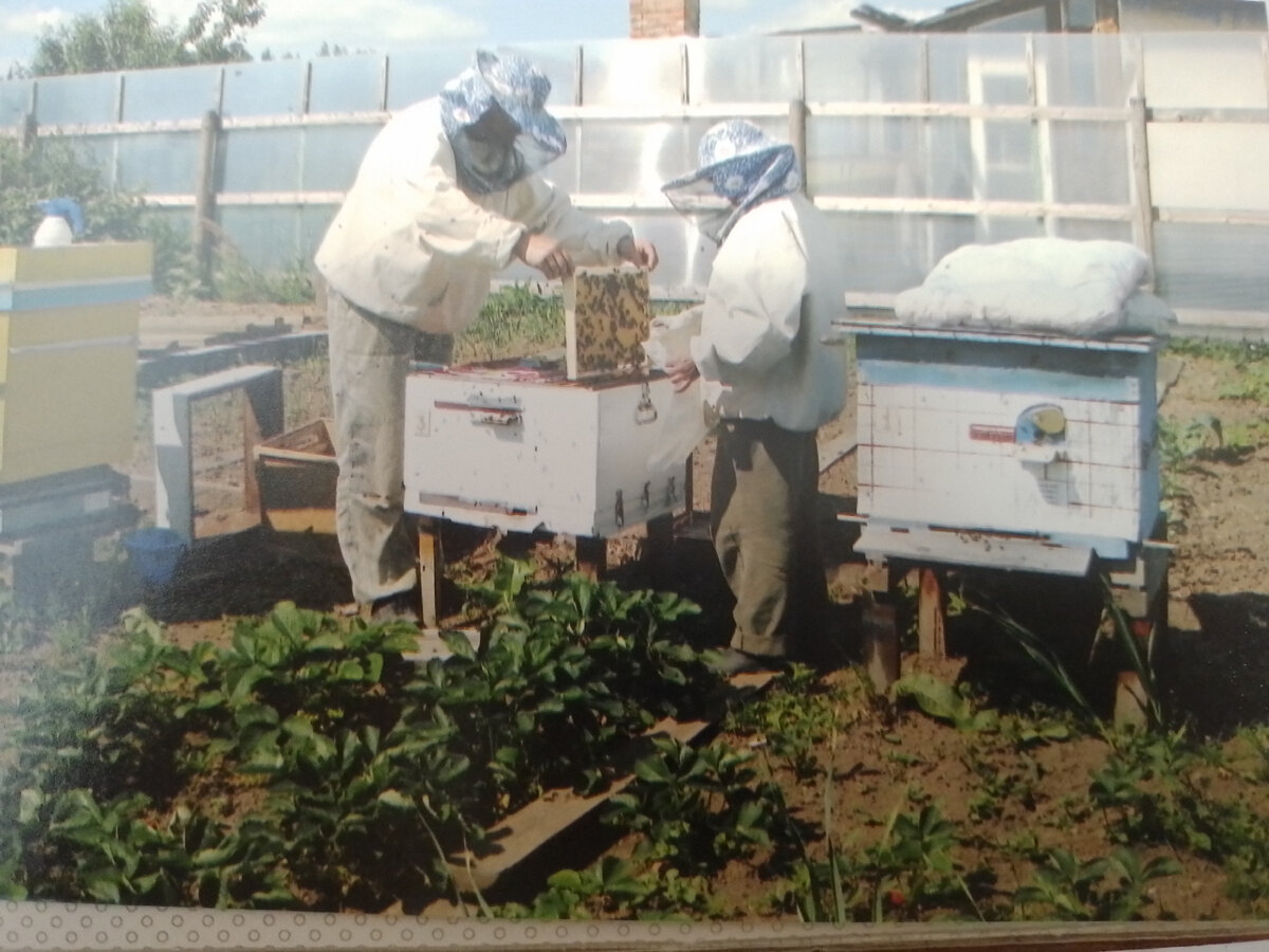 Работаем весной с пчёлами