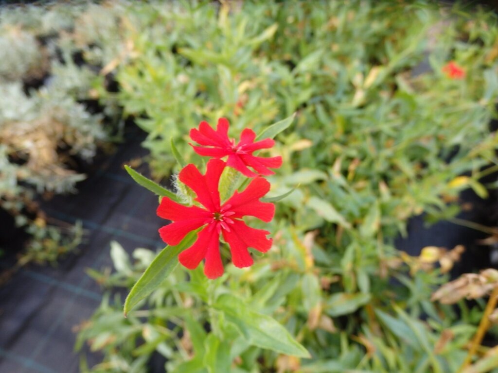 Лихнис халцедонский