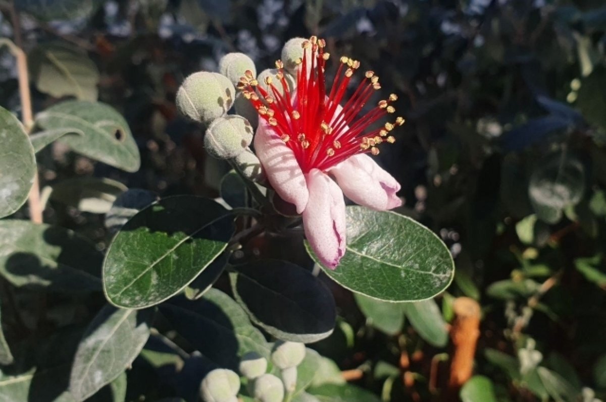    В Волгограде на три месяца раньше срока зацвели фейхоа и инжир