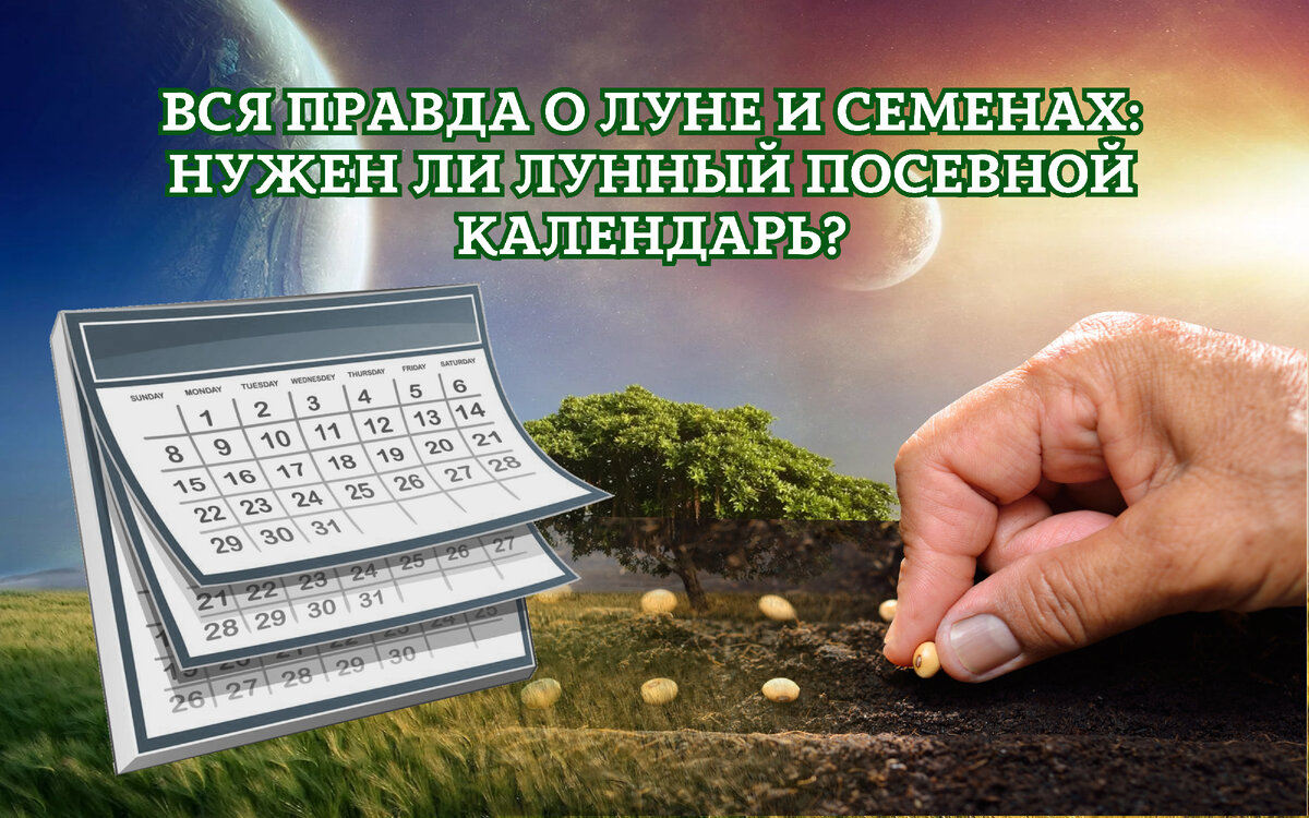 Вся правда о луне и семенах: нужен ли лунный посевной календарь? | ГРЯДКА  МАРКЕТ | Дзен