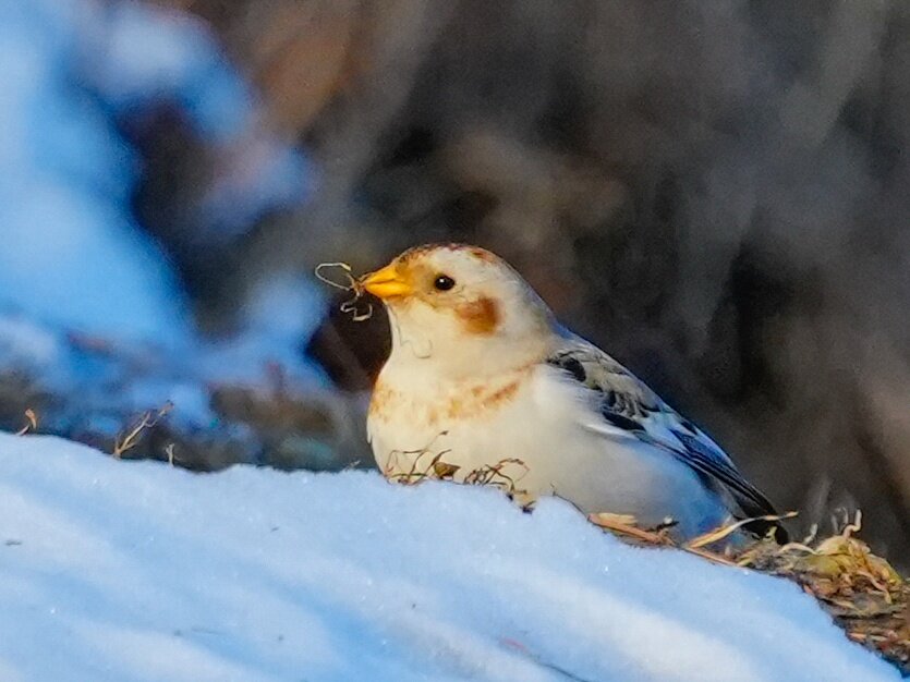 Фото: Роман Воробьёв, Татьяна Клименко 