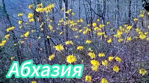 #АБХАЗИЯ сегодня 🌴В лесу все оживает 🌾Подскажите названия растений/ Видео от моего друга