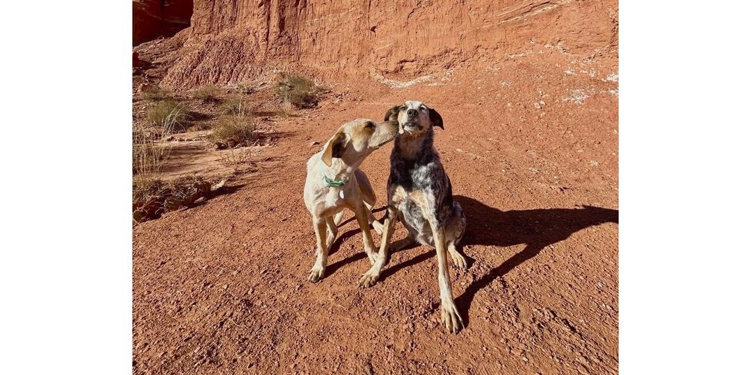 Собака из приюта заплакала, когда ее брат нашел семью и ушел