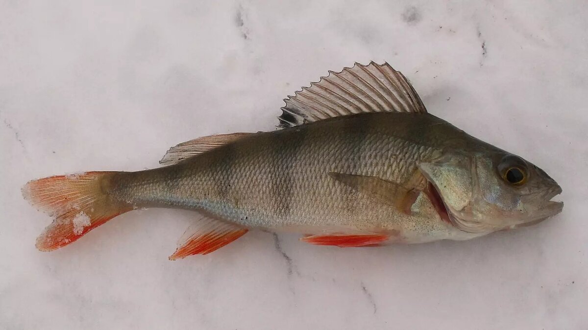     В Ростовской области у местного жителя изъяли 700 килограммов рыбы, на которую у него не было разрешительной документации, сообщает Погрануправление ФСБ РФ по региону.