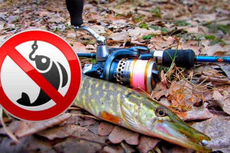     С 1 марта вступил в силу запрет на лов щуки