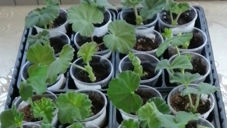 Черенкование пеларгонии в  подготовленный грунт.