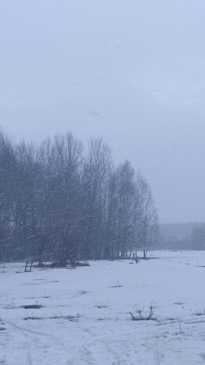 Метель. Вид на пастбищное поле