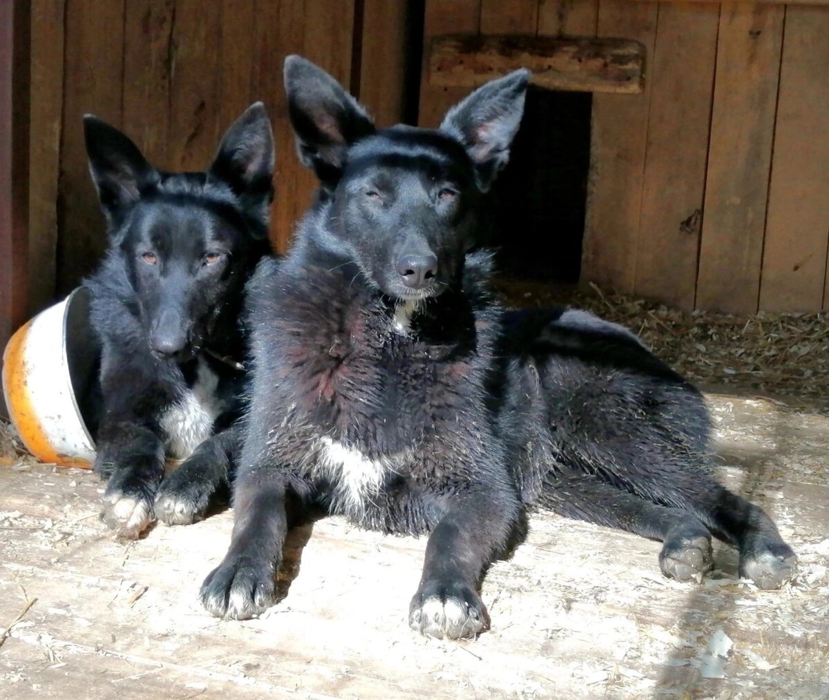 Двойная порция Любви и Радости в поиске дома. Астра и Виола | Джим ...