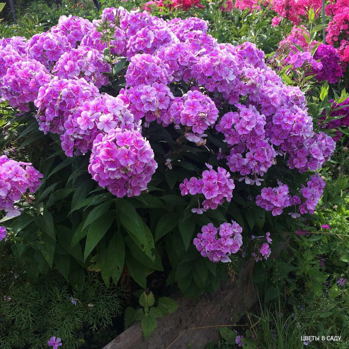 Флокс метельчатый "Юник Маув" в саду  в полном цвету