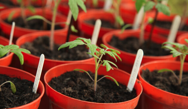 благоприятные дни для посева 2023. благоприятные дни для посева в апреле. лунный календарь для посадки рассады на 2023 год. благоприятные дни для посева помидор в апреле. удачные дни в марте для посадки томатов.