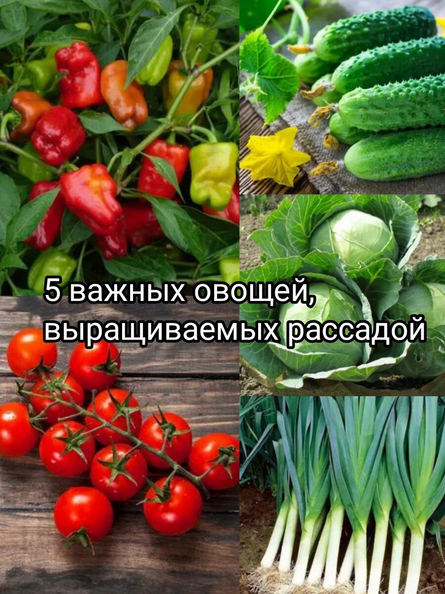 Будущий урожай во многом зависит от того, насколько качественной будет рассада, как будет развиваться растения в начальные месяцы своей жизни. И единственный способ точно получить желаемое, вырастить овощи выбранного сорта и гарантировать нормальный уход за растением, избавив себя от многих забот — заняться выращиванием овощей на рассаду самостоятельно.