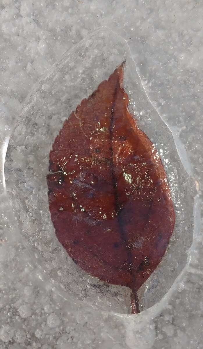 Листик на солнышке протаивает сквозь лед