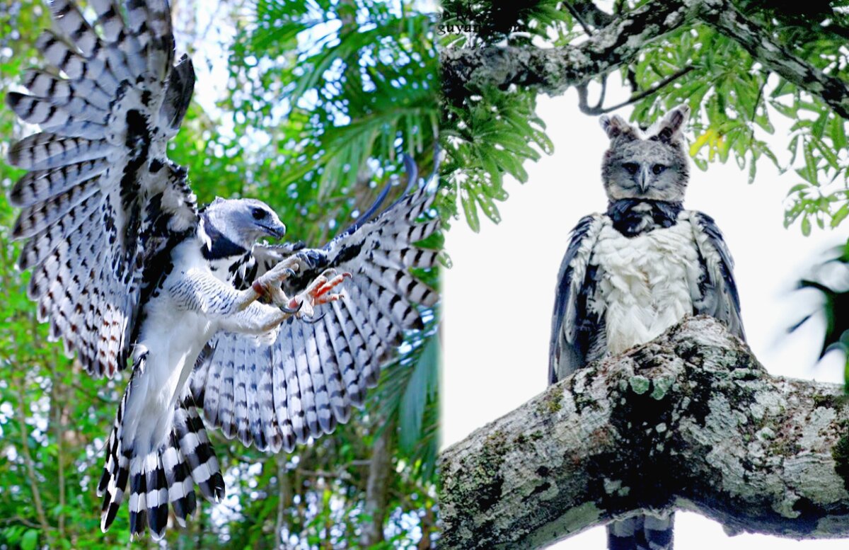 Лат. Harpia harpyja.