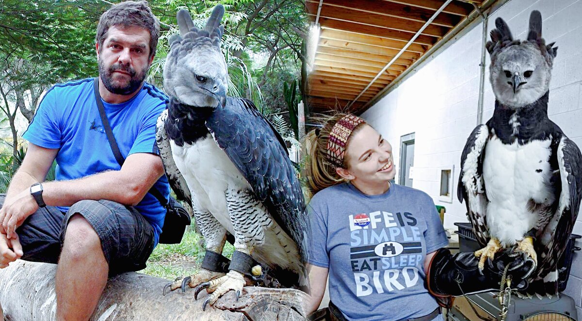 По этим снимкам можно сопоставить размеры хищницы и человека.