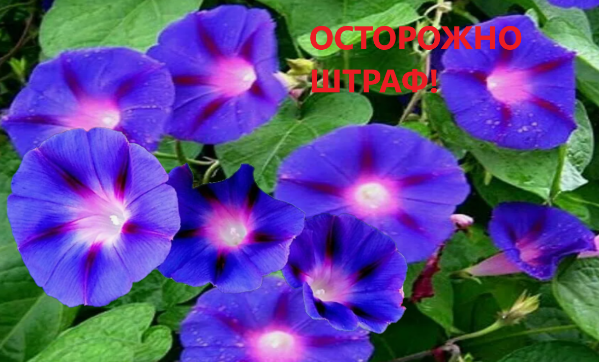 цветы запрещенные законом. сад запретных растений. растения запрещенные к выращиванию. список запрещенных растений. выращивание запрещённых раст.