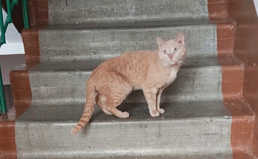 Безмолвная и бесправная жертва человеческой безответственности