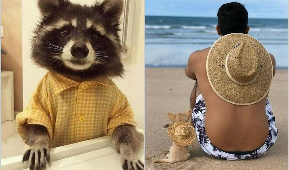 15 чудесных снимков, которые помогут в анималотерапии