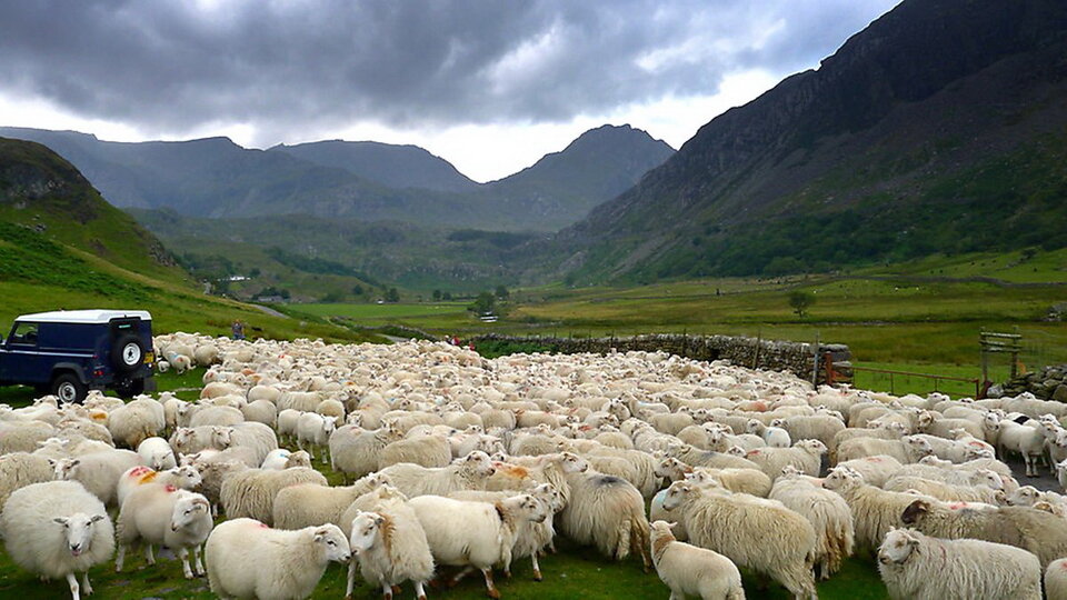  Овцеводство в Англии довольно популярный бизнес