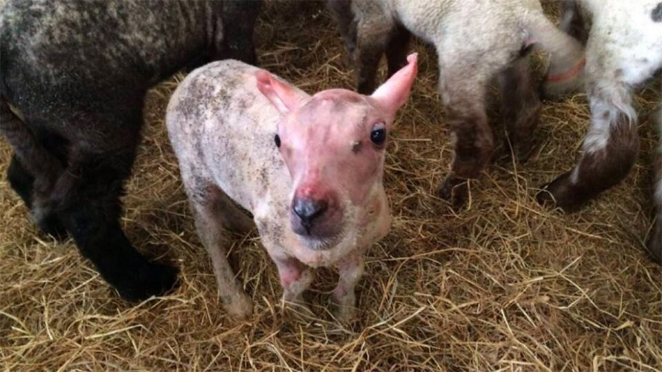 Вот таким родился ягненок