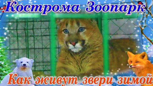 Костромской Зоопарк Забавные животные путешествие интересные факты Золотое Кольцо России