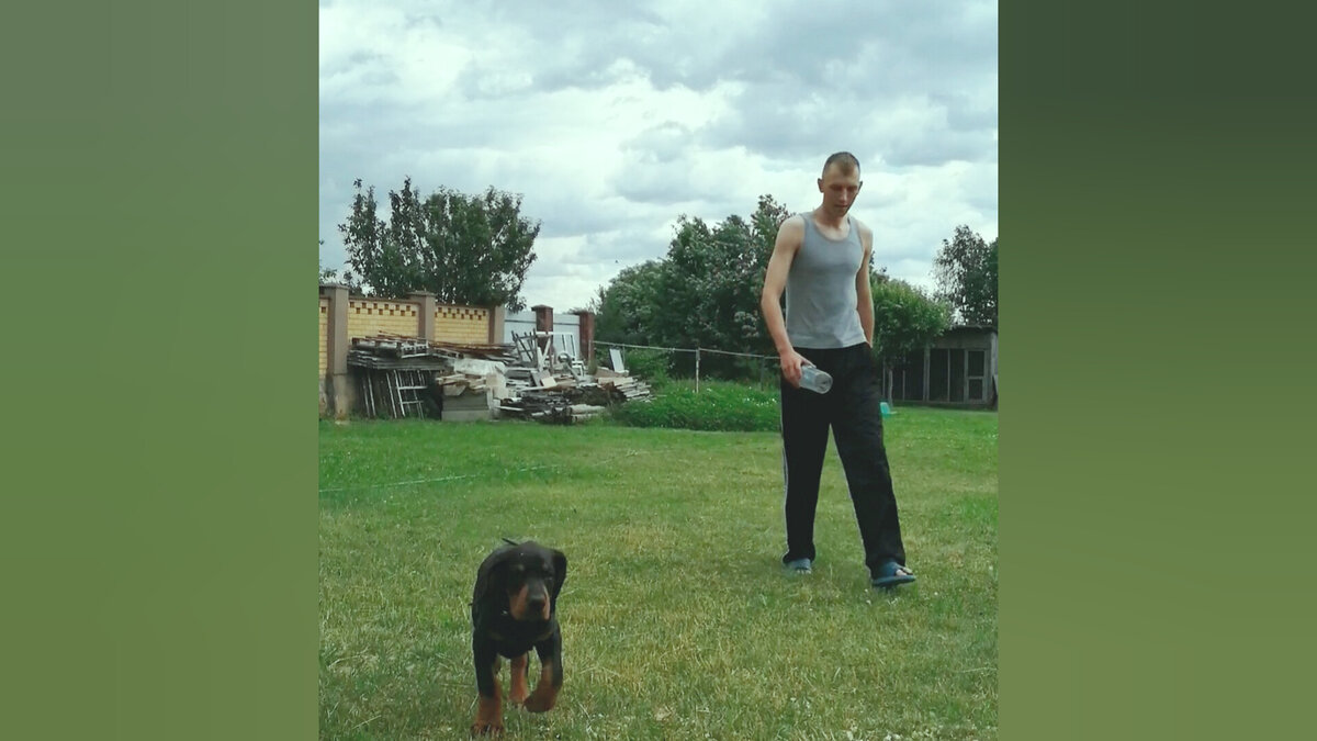 Маленькие щенки добермана очень независимы и самостоятельны