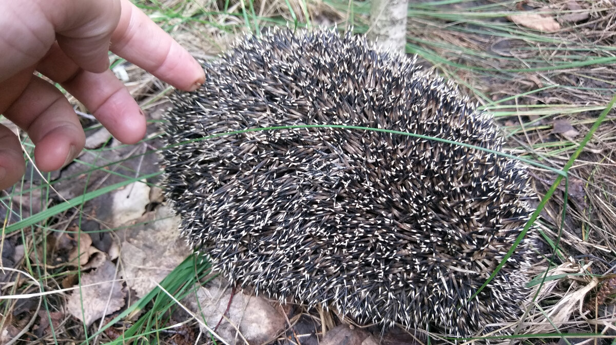 Еж - друг человека и дачника тоже. Доброе, умное животное