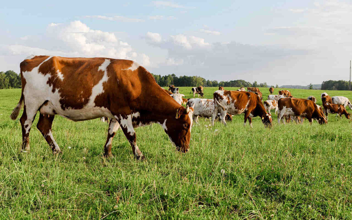    Органическое хозяйство «ЭкоНивы» (активы в Черноземье) увеличило суточные надои в полтора раза Фото ГК «ЭкоНива»