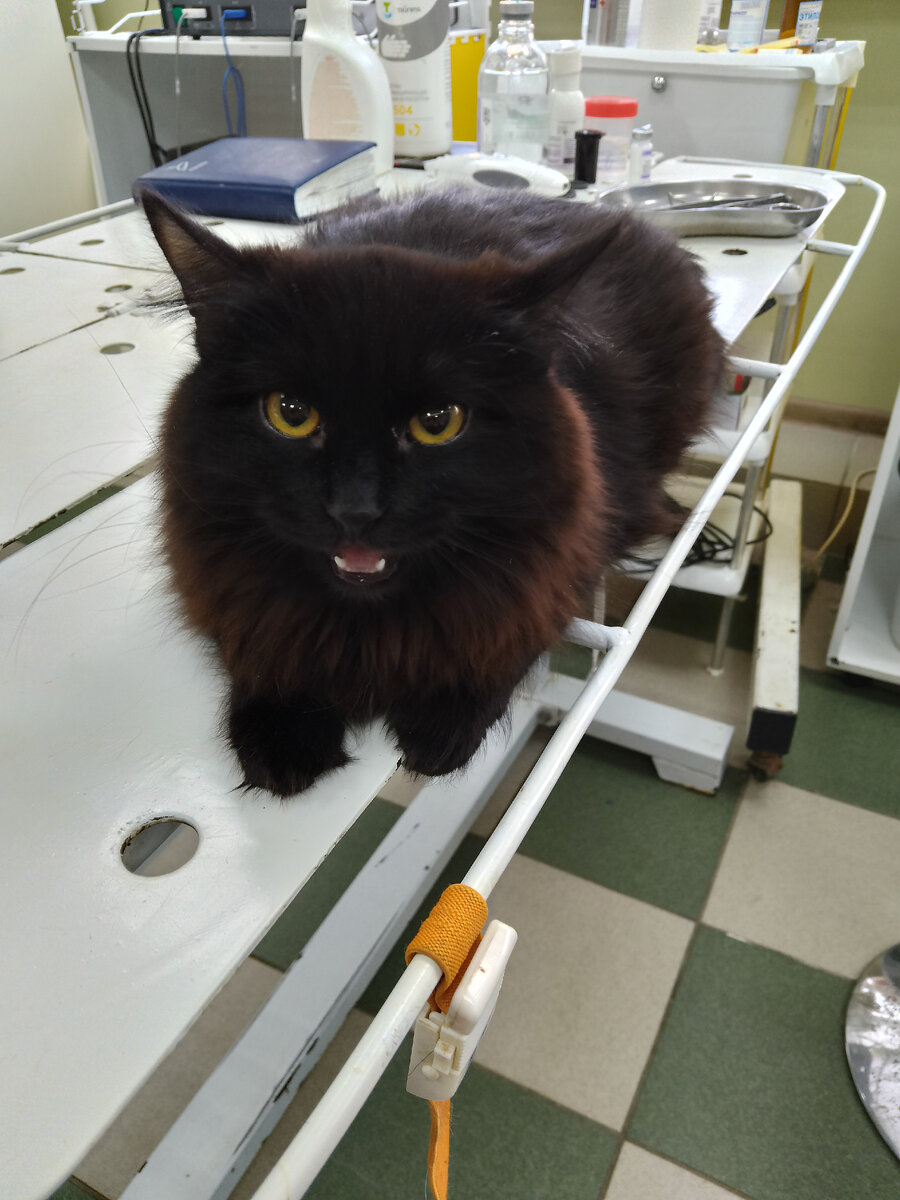 Сара. Поставили укол. Ждём реакцию. 