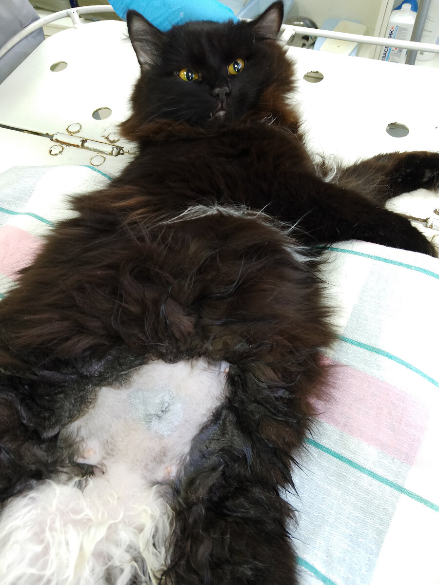 Сара после операции. 