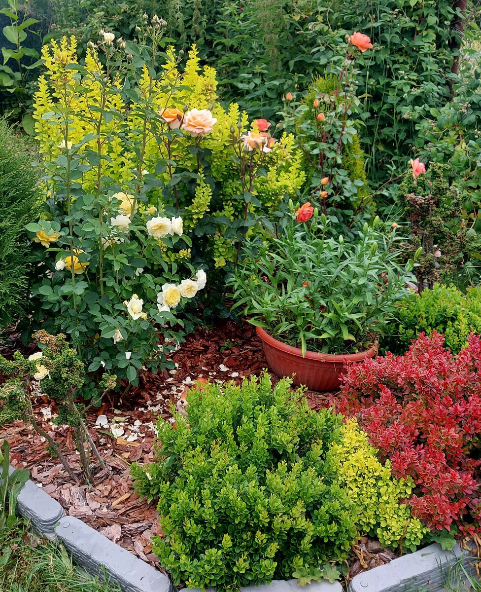 Тот случай, когда в миксе с розами присутствует и кашпо с лилиями. Не комбинирую обычно лилии и розы. Это просто исключение. Лилии тут белые. 