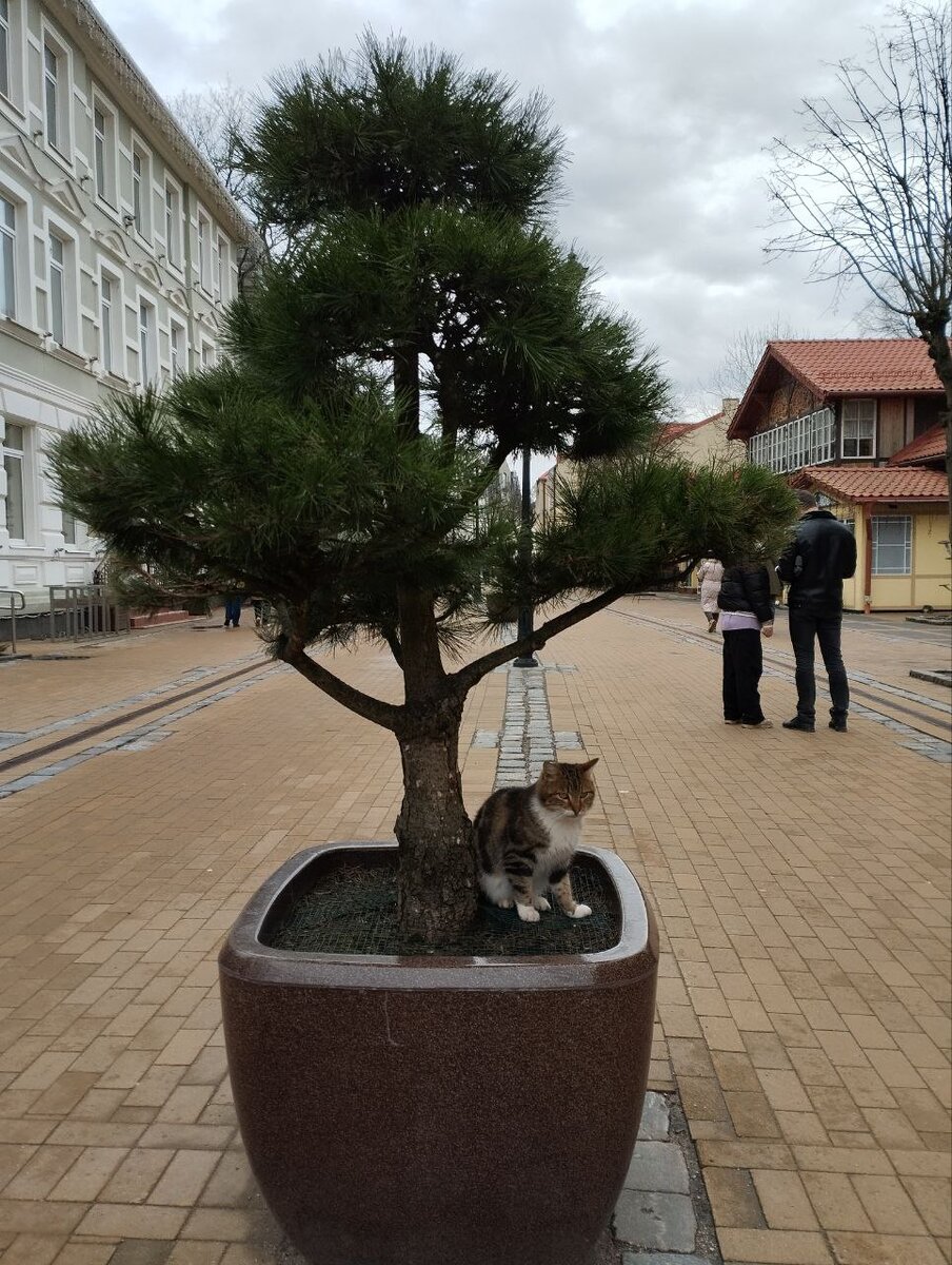 Кошки сдият на клумбах, скамейках, карнизах... повсюду, в общем)