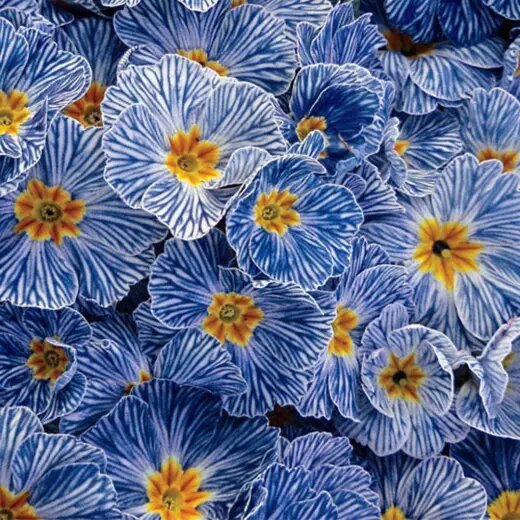 ‘Blue Zebra’. С https://procvetok.ru/.