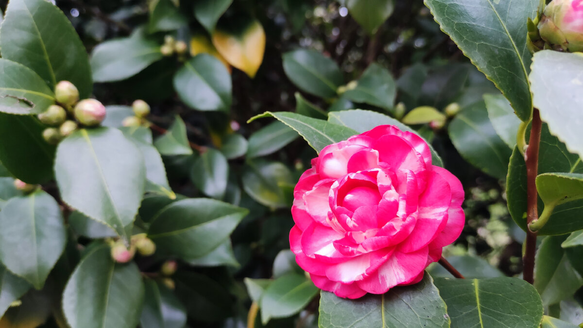 текст пусть распускаются. пусть в вашей душе распускаются цветы. стихи о полевых цветах короткие красивые. текст пусть распускаются. красивые стихи про розы.