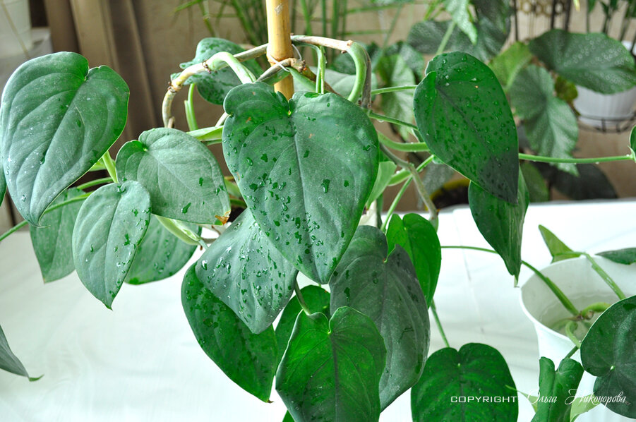 Листья больше моей ладони!