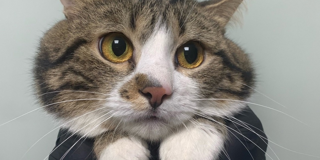 Уличный котик мечтает о доме...