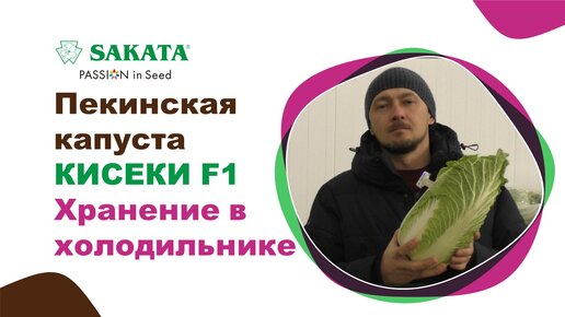 Пекинская капуста КИСЕКИ F1 долго хранится в холодильнике! #пекинскаякапуста #хранениепекинки #агро