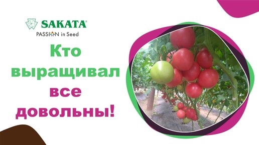 НОВИНКА! ТОМ02286 РАННИЙ УРОЖАЙ ВКУСНЫХ КРУПНЫХ РОЗОВЫХ ТОМАТОВ! #семенатомата #агро #лучшиесемена