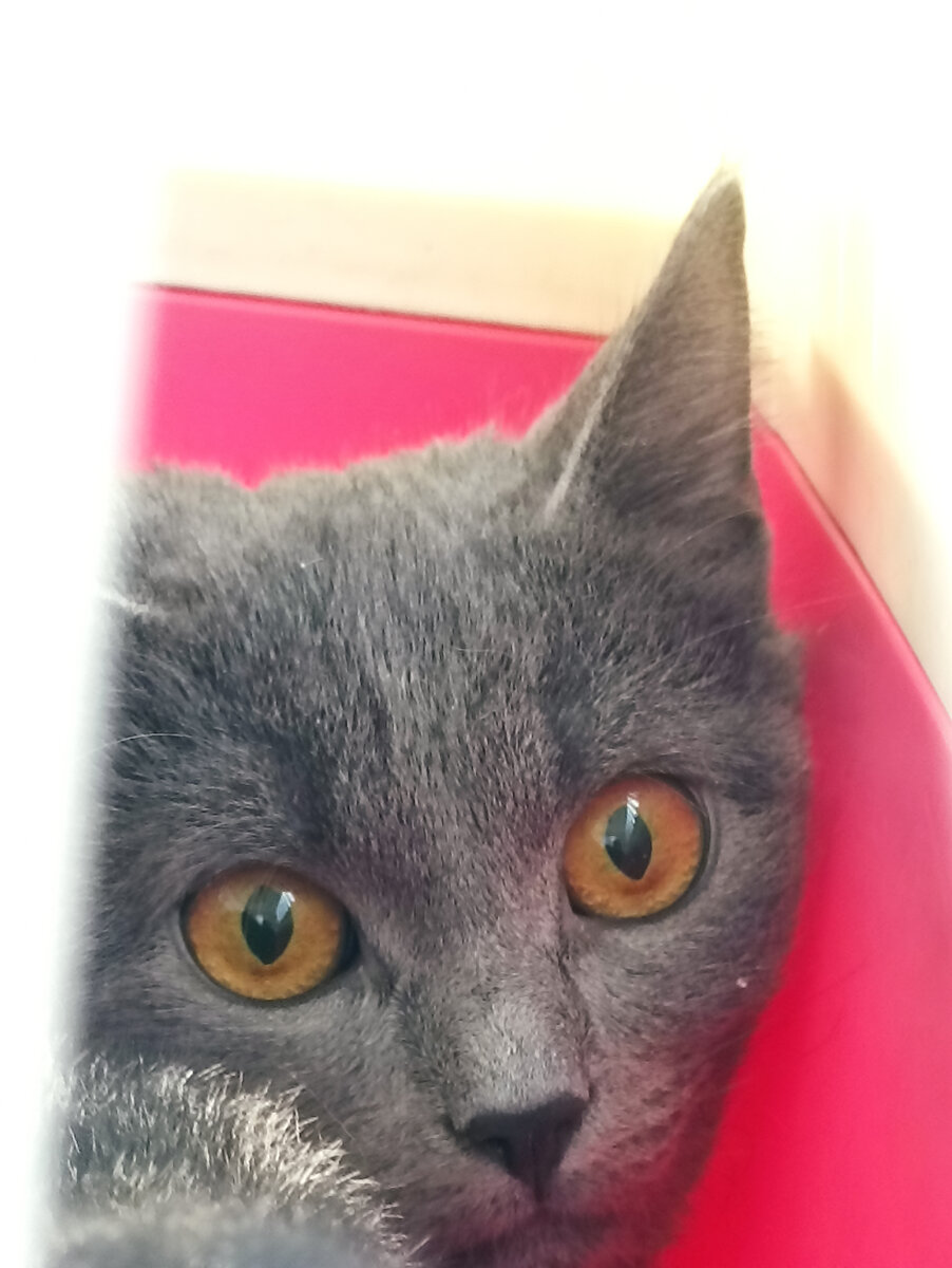 Фото автора. 1 состояние Зоси