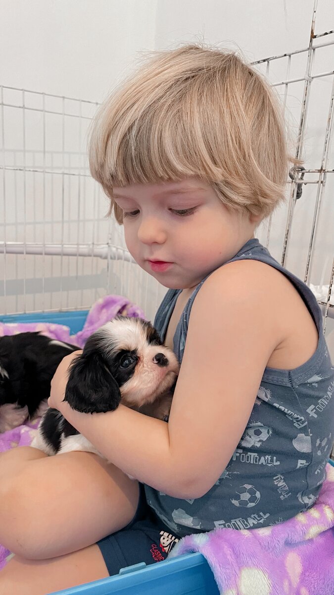 Мой сын, обожающий щеночков