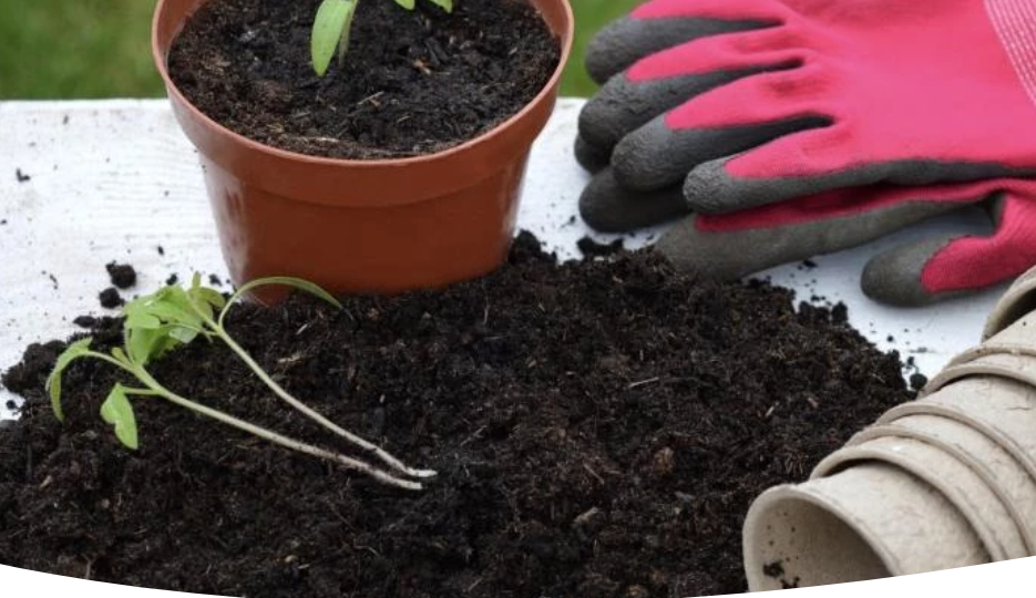 Благоприятные дни для посева томатов на рассаду в марте 2024 по лунному календарю